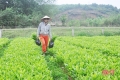 “Thời cơ vàng” để người dân Hà Tĩnh trồng 7.500 ha rừng