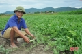 Trồng dưa hấu trái vụ, nông dân Cẩm Lạc thu lãi hơn 10 triệu đồng/sào