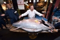 Chi hơn 41 tỷ đồng mua cá ngừ vây xanh hơn 200 kg