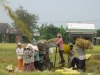 Nghị định 42 - cú hích cho người trồng lúa
