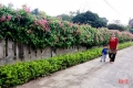 Đẹp ngỡ ngàng những bức tường hoa tigôn trên đường làng Hà Tĩnh