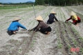 Nông dân Cẩm Xuyên nỗ lực “hồi sinh” những vườn rau sau mưa lũ