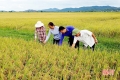 Hai HTX đầu tiên ở Hà Tĩnh được công nhận đạt chuẩn VietGap cho sản phẩm lúa gạo
