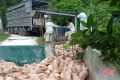 Ông chủ trang trại sắm “lệnh bài” cho lợn xuất chuồng