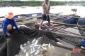 Người nuôi cá lồng bè ở Thạch Hà đầu tư khôi phục sản xuất