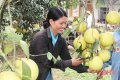 Vụ bưởi 2019, nông dân Can Lộc ước thu hơn 35 tỷ đồng