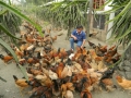 Lên núi lập trang trại gà Lạc Thủy
