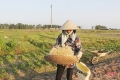 Về Hà Tĩnh xem nông dân “bới đất” kiếm... tiền