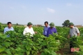 Lần đầu tiên xuất hiện ở Hà Tĩnh, nghề trồng dâu nuôi tằm đã “ph