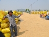 Nông dân ĐBSCL thường xuyên trong tình trạng được mùa, rớt giá Ảnh: Sáu Nghệ.