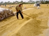 Mua tạm trữ 1 triệu tấn gạo:  Nông dân bảo lỗ, VFA nói có lời