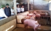 Thị xã Hồng Lĩnh: Tổng kết công tác kiểm dịch, KSGM, kiểm tra vệ sinh thú y năm 2012