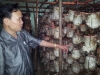 Đ.C Nguyễn Văn Hổ - Chủ tịch UBND Thị xã : Kiểm tra mô hình sản xuất nấm- mộc nhĩ ở HTX Vân Thủy