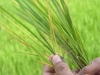 Hướng dẫn phòng trừ sâu bệnh hại cây trồng vụ Đông Xuân 2011-2012