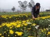 Đoàn viên Phan Tất Tương Thành công với mô hình trồng hoa cúc Đà Lạt trên mảnh đất núi Hồng yêu dấu