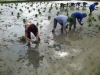 Tuổi trẻ Hồng Lĩnh: Giúp nhân dân xã Thuận Lộc xây dựng cánh đồng mẫu trong vụ xuân 2013.