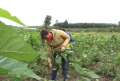 Phát triển nghề trồng dâu nuôi tằm quy mô lớn ở Hà Tĩnh