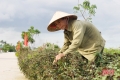 Độc đáo "con đường rau thơm" ở Hà Tĩnh