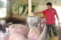 Bí quyết nuôi lợn cho thịt ngon của nông dân Hà Tĩnh