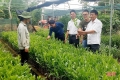 Dự án “Thêm cây” giúp nông dân miền núi Hà Tĩnh phát triển kinh tế rừng, cải thiện sinh kế