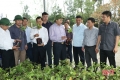 Thạch Hà phấn đấu cải tạo 510 vườn tạp trong 1 tháng