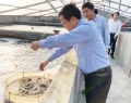 Mô hình nuôi tôm trong nhà kính tại thị trấn Lộc Hà