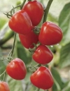Kỹ thuật trồng cà chua bi
