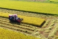 Hà Tĩnh: Ban hành Kế hoạch triển khai thực hiện chính sách hỗ trợ bảo hiểm nông nghiệp (cây lúa)