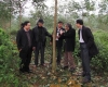 Kiểm tra chất lượng vườn cây cao su hơn 3 năm tuổi của Cty TNHH MTV cao su Hương Khê