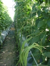 Kỹ thuật trồng đậu đũa an toàn