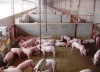 “Tổ hợp Chăn nuôi lợn, sử dụng bể Biogas ” ở Tùng Ảnh  mô hình cần được nhân rộng