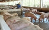 Tổng Công ty khoáng sản thương mại xây dựng nhiều mô hình chăn nuôi lợn  có hiệu quả tại địa phương góp phần thực hiện chương trình MTQG xây dựng NTM