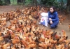 Cô giáo và trang trại nuôi gà tiền tỷ