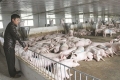 Từ bỏ mức lương “nghìn đô ” về quê nuôi lợn với giấc mơ tỷ phú