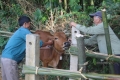Cán bộ thú y tiêm phòng lở mồm, long móng và tụ huyết trùng cho đàn trâu, bò trên địa bàn xã Đức Bồng