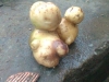 Củ khoai tây có giá 500 nghìn đồng gây sốt tại xứ Nghệ