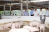 Chủ tịch UBND tỉnh Võ Kim Cự và đoàn công tác kiểm tra mô hình chăn nuôi lợn tập trung qui mô 500 con/lứa của gia đình ông Phạm Văn Đức (xóm 5 – Hương Minh) Ảnh Thanh Hoài (báo Hà Tĩnh)