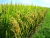 Giới thiệu các loại giống cây trồng phục vụ sản xuất vụ Đông xuân 2011-2012