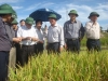 Phó Chủ tịch UBND tỉnh Lê Đình Sơn và đoàn kiểm tra mô hình sản xuất lúa tại xã Ân Phú (Vũ Quang)