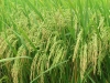 Quy trình sử dụng chế phẩm Vườn Sinh Thái cho cây lúa