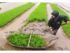 Tùng Lộc đi lên từ sản xuất nông nghiệp