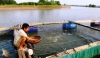 Hiệu quả nghề nuôi cá lồng bè trên sông