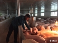 Hà Tĩnh: Từ bỏ lương nghìn đô, thạc sĩ về quê chăn lợn kiếm tiền tỉ mỗi năm
