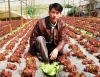 Nông dân công nghệ cao - Kỳ 4: Làm giàu nhờ rau “tử tế”