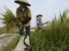 Giữ đất lúa để đảm bảo an ninh lương thực quốc gia
