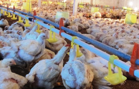 Thành công từ nuôi gà theo mô hình trang trại  Báo Lạng Sơn