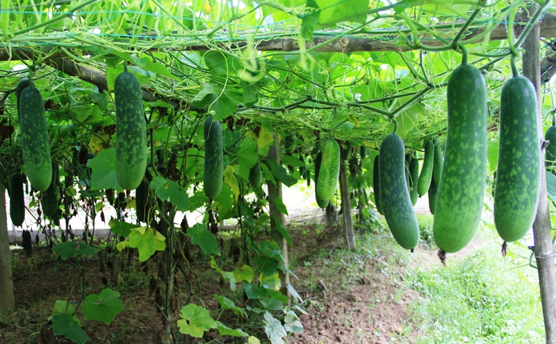 Kỹ thuật trồng bí xanh ăn giải nhiệt mùa hè với quả sai trĩu giàn