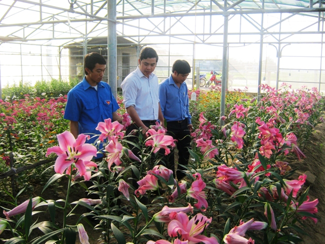 Trồng hoa ly trái vụ cho thu nhập cao tại xã Song Mai  Chi tiết tin tức   Chuyên trang Nông thôn mới