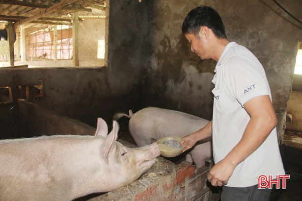 Chăn nuôi lợn gặp khó, đại lý thức ăn lao đao