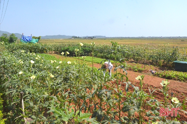 Không lo đầu ra sản phẩm, nông dân Kỳ Đồng nhà nhà làm kinh tế vườn